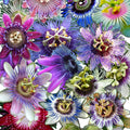 2 Abundant Bloom Mix Random Single Color Passion Flower Plants Live, Passiflora Live Plant for Trailing, Climbing Trellis Outdoor, 5-9" in Tall, Perennial, Fragrant
