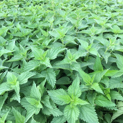 3 Stinging Nettle Live Plant Herb Bare Roots for Planting