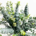 Blue Eucalyptus Plant Live, Live Eucalyptus Plant Indoor, 2.5 Inc Pot