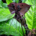 2 Black Bat Flower Tacca Chantrieri Plants Live for Gardening, in 2 Inch Pot, Black Orchid Bat Flowers Live Black Plant