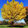 Ginkgo Plant in Quart Pot, 6-12 Inch - Leafless in Winter, Perennial Ginkgo Plants, Strong Roots, Live Shade Plants for Home Garden