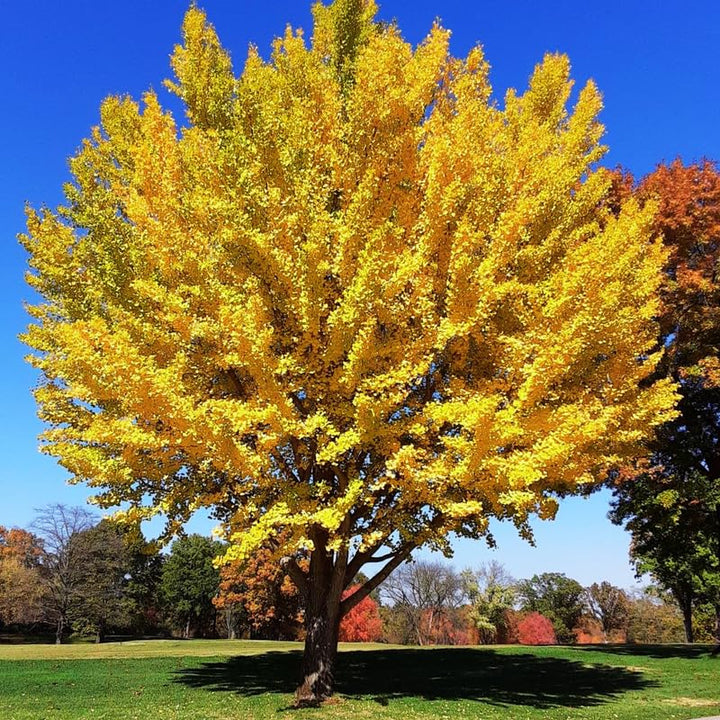Ginkgo Plant in Quart Pot, 6-12 Inch - Leafless in Winter, Perennial Ginkgo Plants, Strong Roots, Live Shade Plants for Home Garden