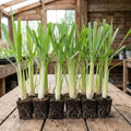 3 Lemongrass Plants Live Stalk for Spring Planting, Live Lemon Grass Herb