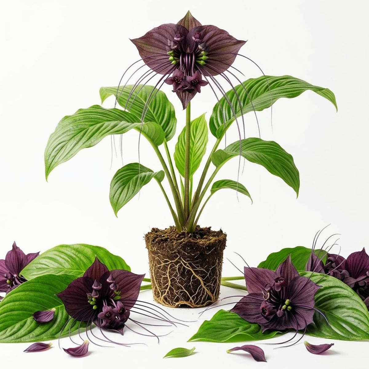 Black Bat Flower Tacca Chantrieri Plants Live, 5-9" Tall, Orchid Houseplant