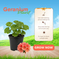 Salmon Geranium Plants Live, Hardy Annual Geranium Live Plant from 3 Inc, Flowers Planting for Outdoor, Indoor Garden