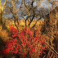 Winterberry Holly Plant Live in 4 Inch Pot, Red Holly Bush Live Plant for Planting, Winterberry Holly Shrub