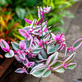 Tradescantia Nanouk Plant, Pink Wandering Jew Live Plant, Inch Plant Live for Planting, 4 Inc Pot, Wandering Jew Plant, Tradescantia Live Plant