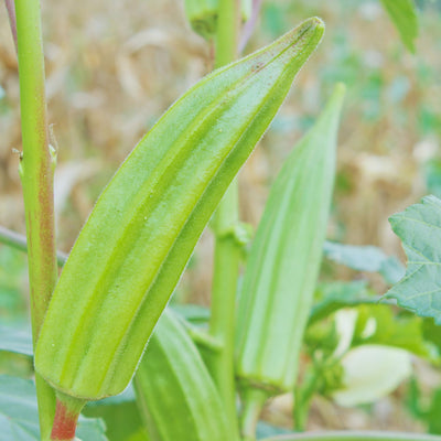 2 Green Okra Plants Live, Okra Live Plant, Perennial Vegetable Plant Gardening, 4 to 6 Inc in Height Backyard Garden