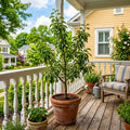 Pear Tree Live Plant, Pear Plant, 10-18 Inc Tall