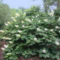 Change Color Hydrangea Live Plant in 2.5 Inch Pot, Hydrangea Trees Shrub Bush Perennial Outdoor Planting (Oakleaf White to Pink Red)