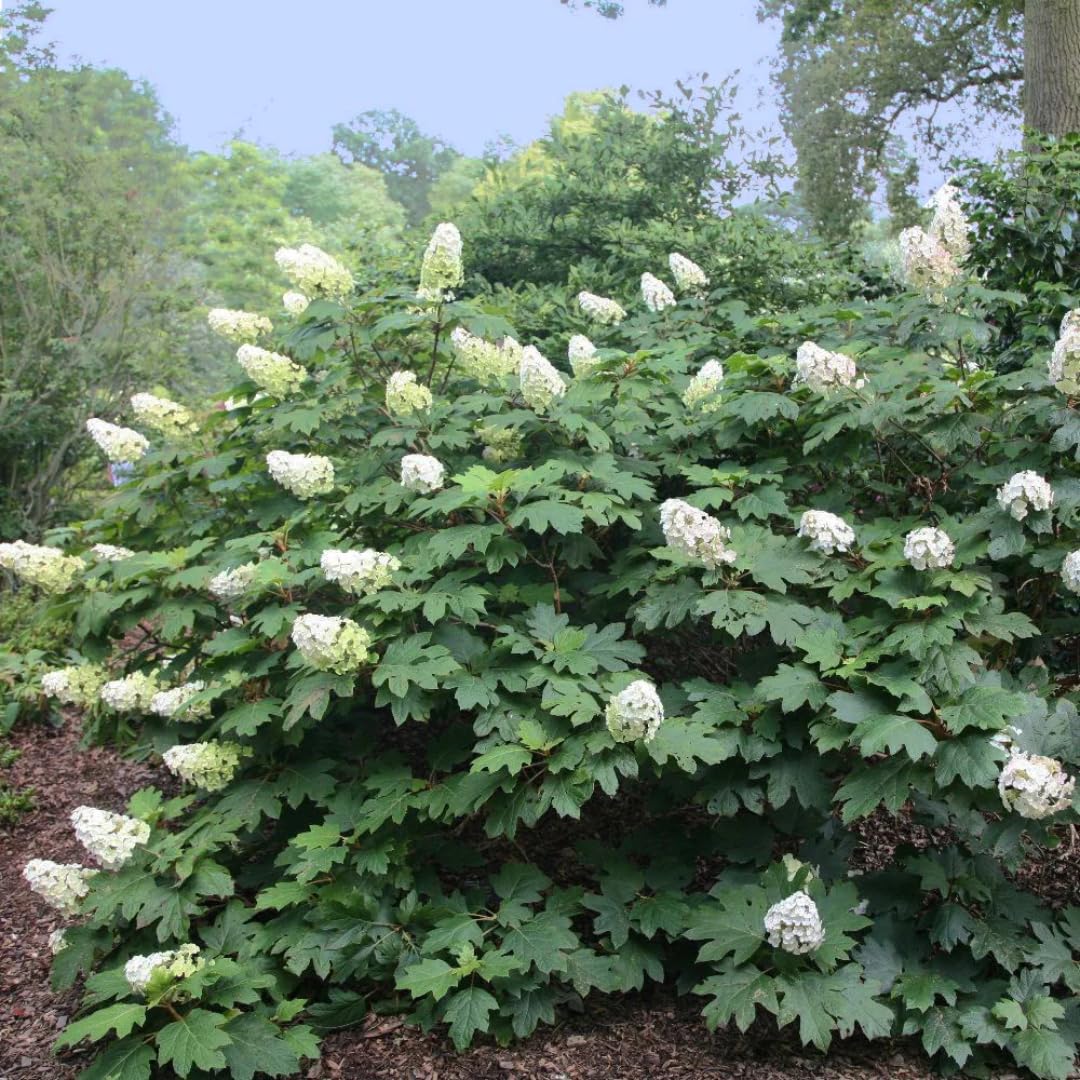 Change Color Hydrangea Live Plant in 2.5 Inch Pot, Hydrangea Trees Shrub Bush Perennial Outdoor Planting (Oakleaf White to Pink Red)