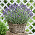 4 Lavender Plants Live Starter Plants Plug 1-3" in Tall, Hardy Perennial Lavender for Garden and Landscape with Fragrant Purple Blooms, No Pot (Phenomenal)