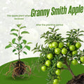 Granny Smith Apple Tree Live Plant 6-10" Tall