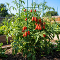 Long Red Tomato Plants Live for Planting, Live Tomato Plant in Pot, Well Rooted, Sweet Tomatoes for Edible Garden