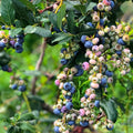 Northern Highbush Blueberry Live Plant, 4 Inches Pot