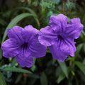 4 Mexican Petunia Live Plants 4–7 Inches Tall, Mexican Petunia Flowering Plants for Borders, Beds or Landscape (Blue Purple)