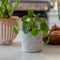 2 Pilea Peperomioides Live Plants, Pilea Peperomioides Plants Indoor, House Plants Indoors Live No Pot for Planting