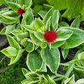 Red Aptenia Plant Live in 2'' Pot, Red Ice Plant Well Rooted 2-5'' Tall, 2 Plants Per Pot, Ready to Grow Outdoor