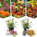 2 Random Mix Milkweed Plants Live Butterfly Asclepias Tuberosa, Wildflowers Perennial Bush, Swamp Common Plant, 5-9" in Tall, No Pot