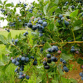 Blueberry Bushes Plant Live, Northern Highbush Blueberry Plants Live for Planting, Edible Blueberries Seelings from 4 to 7 Inches Tall, 4 Inches Pot