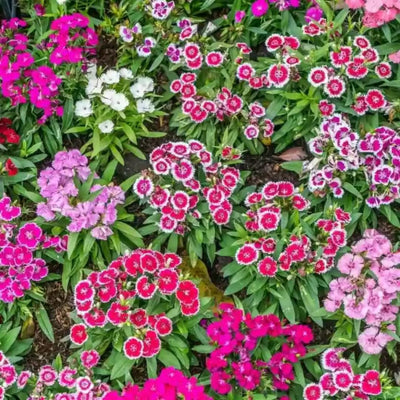 1 Assorted Dianthus Live Plant in Pot, Dianthus Carnation Perennial Plant Live, Very Fragrant Mixed Random Colors