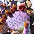 Prickly Pear Cactus, Purple Prickly Pear Cactus Plant Live in 3 Inches Pot