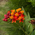 2 Milkweed Live Plants 4–7 Inches Tall, Milkweed Flowering Plants for Garden Beds, Borders or Landscape (Tropical Milkweed)