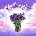 Purple Lisianthus Live Plant 3-5" Tall, Eustoma Lisianthus Flowers Plant, Purple Blooming Flower for Outdoor and Indoor Growing, No Pot