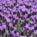 Lavender Plant Live, Fragrant Lavender Herb with Purple Blooms, Gardens, Containers, and Indoor Planting 2-3 Inches (Spanish)