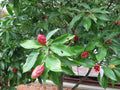 Magnolia Tree Live Plant, Magnolia Flowers Bush, 6-12 Inches Tall, in Pot, Fragrant Magnolia Shrub Ready to Grow (Sweetbay Magnolia)