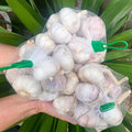 1 Pound Hard Neck Garlic for Planting in Fall, Big Garlic Bulb for Planting, Fresh and High Yield, Cold Hardy, Planting Softneck Hardneck