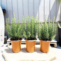 Rosemary Plant Live in Pot, Live Hardy Rosemary Plant, 5 to 7 Inc in Height Ready to Plant and Outdoor Garden