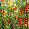 Cherry Tomato Live Plants, 2 Plant Per Pot, Tomato Plant 5-8" Tall