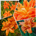 10 Double Orange Daylily Bulbs for Planting, Daylilies Perennial Bulbs, Annual Flower Bulb for Gardening