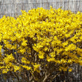 Forsythia Plant Live, Lynwood Forsythia Bush Live Plant in 4 Inches Pot, Yellow Flowering Shrub for Outdoor Garden, 4 to 7 Inches Tall