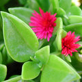4 Red Aptenia Live Plants in 2'' Pot, Succulent Vine Groundcover, Drought-Tolerant Outdoor or Container Plant