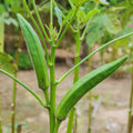 2 Live Green Okra Plants Live, 4–6 Inches Tall, Okra Vegetable Plants, Starter Seedlings for Backyard Garden, Outdoor Planting