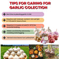 1 Pound Garlic for Planting in Fall Hardneck Softneck, 8-10 Top Size Garlic Bulbs for Planting, Fresh and High Yield Bulb Variety Pack, Hardy and Fast Growing (Random Mix)