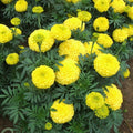 2 Live Plants, Marigold Plants Live, Yellow Marigold Flower Plants Yellow Flowering Plant, 4 to 7 Inc Long Gardening