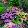 Cold Hardy Hydrangea Live Plant Tree, 5"-10" Hydrangea Bush Live Shrub Starter Plants, Dormant in Winter, Purple to Pink Blue Color Blooms