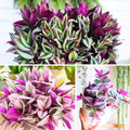 Wandering Jew Plant Live, Mix Tradescantia Zebrina in 2-Inch Pot, Colorful Trailing Indoor Houseplant, Tradescantia Vine