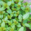 Mint Plant Live, 3 Chocolate Mint Herb Plants, 4 to 6 Inc Tall, Fragrant Perennial Plants for Gardening Outdoor, No Pot