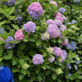 Blue or Pink Flower Hydrangea Live Plant 4" Pot, Hydrangea Shrub Flower Plants for Outdoor or Indoor Planting, Change Color Perennial Plant