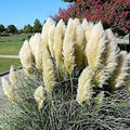 4 White Pampas Grass Plants Live for Planting, 2.5" Pot, Potted Pampas Grass Live Plants Shrub Indoors Outdoors