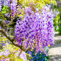Pack 3 Purple Wisteria Live Plants, 6 to 12 Inches Tall, in Pot, Wisteria Vine Live Plants for Planting, Fragrant Wisteria Flowers