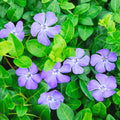 4 Live Vinca Minor Plants Live in 4 Inc Pot, Live Ground Cover Plants for Garden Growing