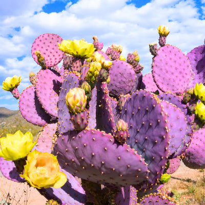 Purple Prickly Pear Cactus Plant Live Potted, 3-5 Inch Tall, Prickly Cactus Live Plant Indoor Outdoor
