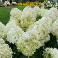 Well-Rooted Hydrangea Live Plant in 2.5 Inch Pot, Hydrangea Tree Shrub Bush Perennial Outdoor Planting (White)