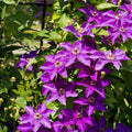 Clematis Vine Plant Live for Planting, Clematis Plants Live, 4 to 6 Inch Tall, 2.5 Inc Pot Well Rooted, Clematis Seeds Perennial, Purple Clematis