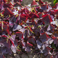 Burgundy Oxalis Plant Live, Oxalis Triangularis Shamrock Live Plant, 5 to 7 Inc Long